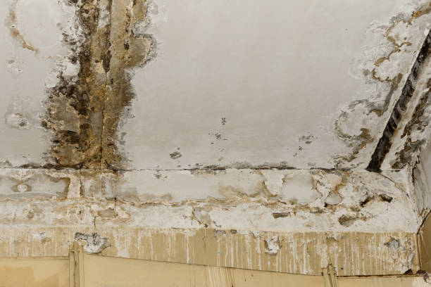 Best Biohazard Mold Removal  in Way, NE