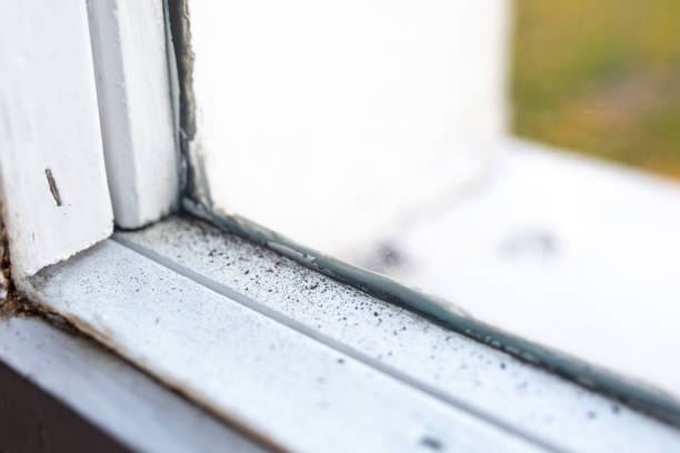 Best Mold Documentation for Insurance Claims  in Way, NE