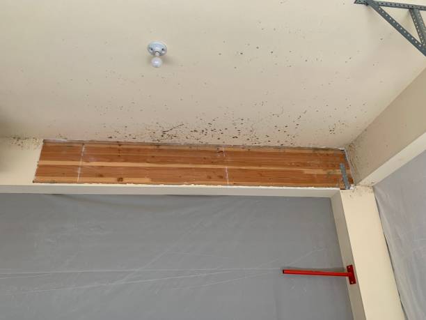 Best Comprehensive Air Testing for Mold Contaminants  in Way, NE